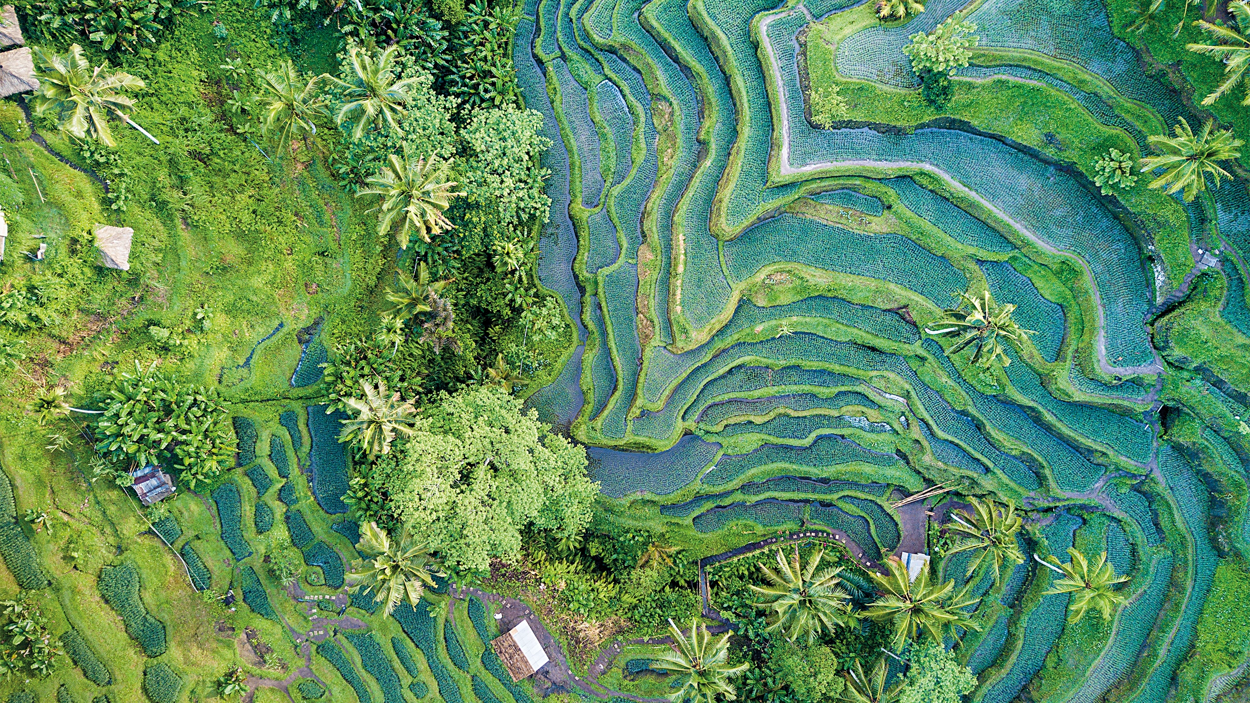Ariel view of greenery with trees and wildlife