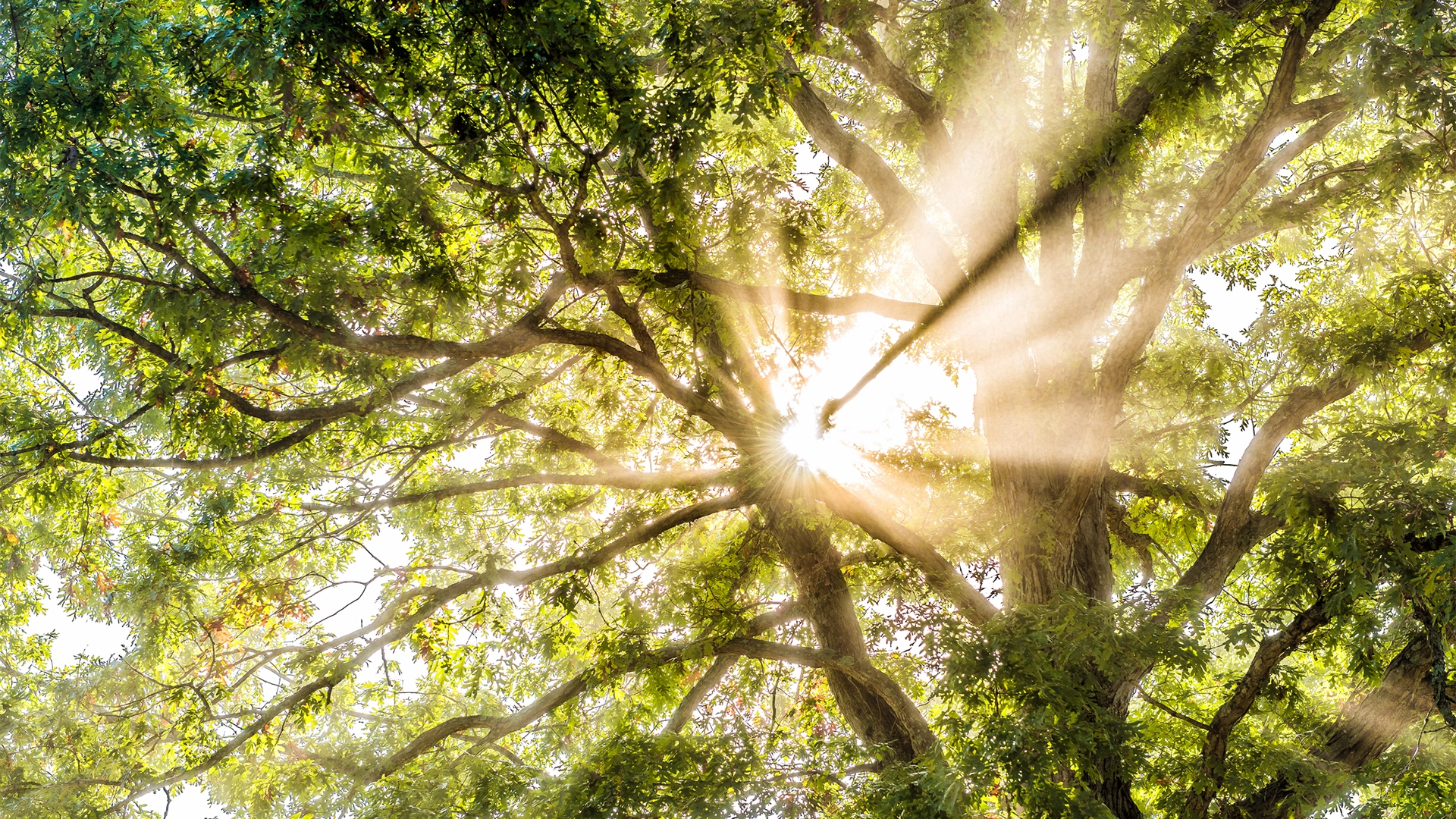 Sunlight beaming through tree branches